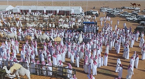 نادي الإبل يدعم مزادات المناطق ويسجّل صفقات بملايين الريالات