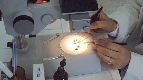 "وقاء" توضح إجراءات الوقاية من الدودة الحلزونية التي تصيب الثروة الحيوانية