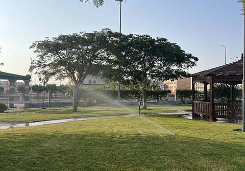 أمانة الطائف تنفّذ برنامجًا لتأهيل المسطحات الخضراء والتشجير