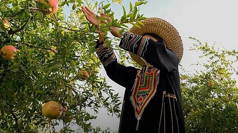 "البيئة" تُدشّن "أسبوع الرمان السعودي" لتعزيز القيمة التسويقية والغذائية للفواكه المحلية
