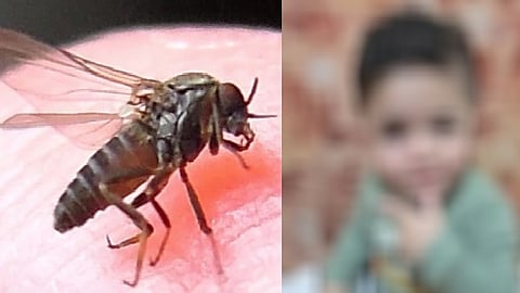 وفاة طفل أردني بلدغة "ذبابة الرمل السوداء".. وتقرير يُحذّر من خطورتها