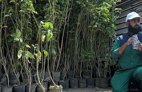 بيئة العرضيات تدعم 3 مكاتب بـ1500 شتلة لتعزيز الغطاء النباتي