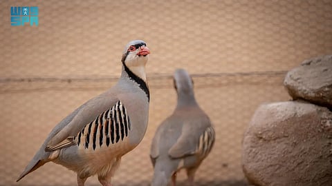 "الحياة الفطرية" يطلق عددًا من طيور الحجل الشائع في محمية شرعان بالتعاون مع الهيئة الملكية لمحافظة العُلا