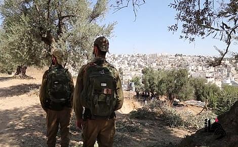 "أوتشا": موسم الزيتون في الضفة الغربية يسجل أعلى مستوى من هجمات المستعمرين منذ 5 سنوات