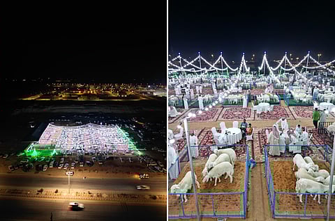 نجاح ملتقى الرياض الثاني لنوادر الأغنام الحرية في ضرما بحضور أكثر من 5 آلاف زائر