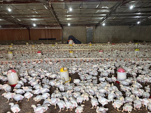 "بيئة خليص" تضبط مشروعان مخالفان لتربية الدواجن في مزارع غران