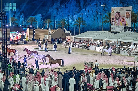 شغف الخيل يفوق التوقعات ويجذب الآلاف إلى بطولة حائل الدولية.. وتنظيم استثنائي وحضور جماهيري يؤكد عشق الحائليين للخيل