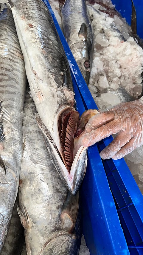 ضبط 403 كيلوغرامات من الأسماك الفاسدة بجازان