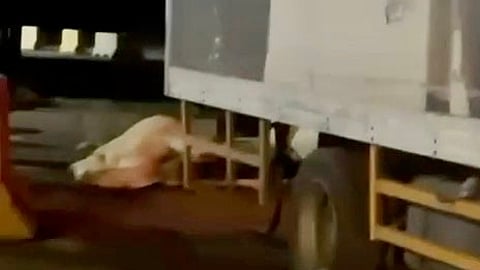 "بيئة عفيف": الناقة نفقَت داخل المسلخ.. ومخالفات على المنشأة