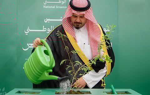 البرنامج الوطني للتشجير: المدينة المنورة تزدهر بأكثر من 60 نوعًا من النباتات المحلية