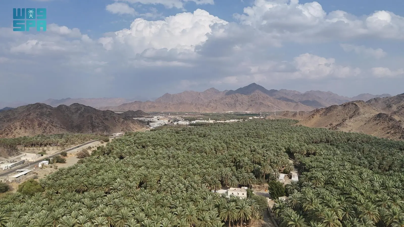 "برني العيص".. علامة جودة في تمور المملكة