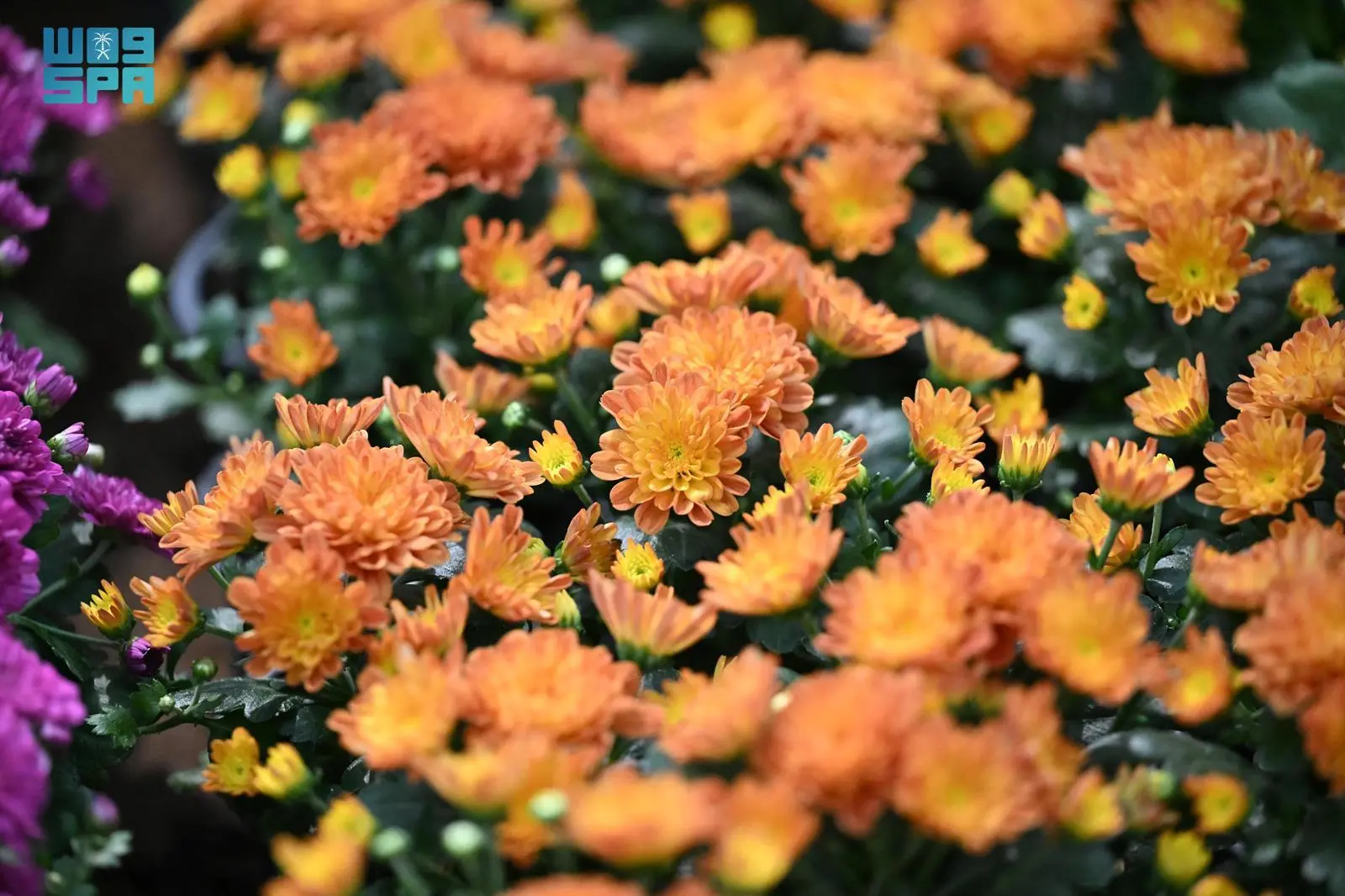 مشاتل جازان.. سياحة بيئية تمزج بين الجمال والمعرفة