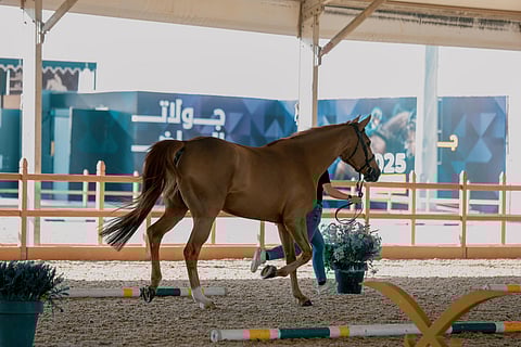 ميدان قفز السعودية يشهد غدًا انطلاق جولات الرياض لقفز الحواجز
