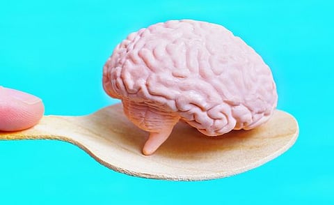 في خطوة لافتة.. علماء يطوّرون دماغًا بشريًا في المختبر بديلًا للتجارب على الحيوانات