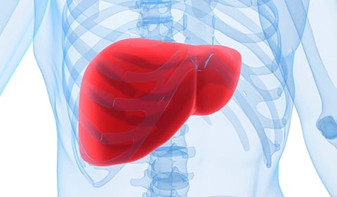 دراسة سويدية: "الكبد الدهني غير الكحولي" يضاعف خطر الوفاة المبكرة.. والحل في التشخيص المبكر