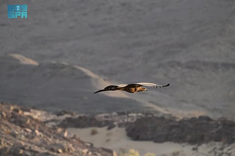 رصد نادر: النسر أبيض الذيل يظهر في المملكة بعد غياب 20 عامًا