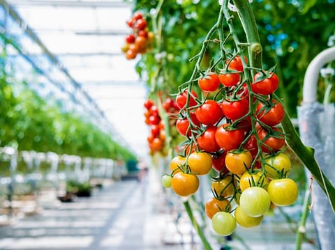 الإرشاد الزراعي يوصي برفع الأوراق السفلية للطماطم داخل البيوت المحمية للحد من الأمراض وتسريع نضج الثمار