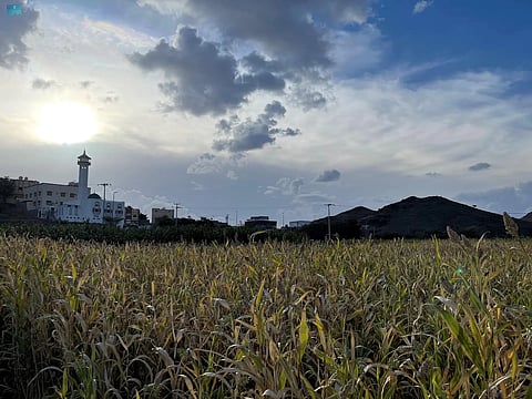 حصاد الذرة في عسير.. مورد زراعي يدعم الأمن الغذائي والتنمية الريفية