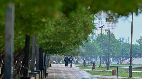 أمانة الحدود الشمالية تزرع أكثر من 520 ألف وردة في عرعر