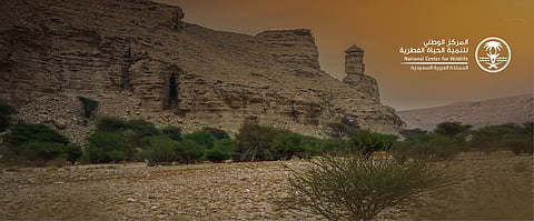 "الحياة الفطرية" تطلق موسم "عيش الطبيعة" للتخييم في المحميات