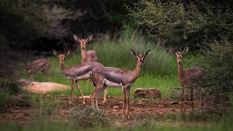 جزر فرسان أول محمية بحرية سعودية ضمن اتفاقية "رامسار"