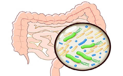 دراسة: سر تفاعل الجسم مع الغذاء الصحي يكمن في أمعائه!