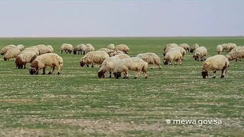 "البيئة": الرعي الجائر يهدد الغطاء النباتي ومكافحته أولوية وطنية لحماية الموارد