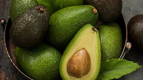 الأفوكادو