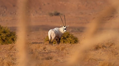 المها العربي
