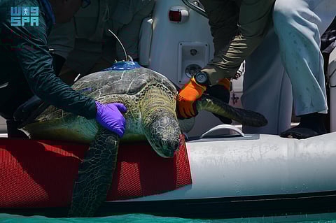 محمية الأمير محمد بن سلمان الملكية تُطلق برنامج التتبع المباشر لحركة السلاحف عبر الأقمار الصناعية