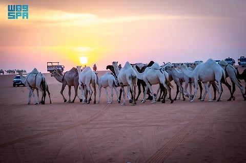 مسميات الإبل.. تراث تتناقله الأجيال ليعكس الهوية اللغوية الثرية