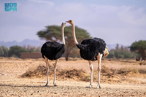 إطلاق 37 كائنًا فطريًا في موقع الحِجر بالعُلا لتعزيز التنوع البيئي