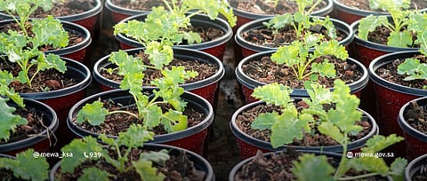 البيئة: إطلاق ترخيص بيع الشتلات الزراعية بالتجزئة عبر منصة "نماء"