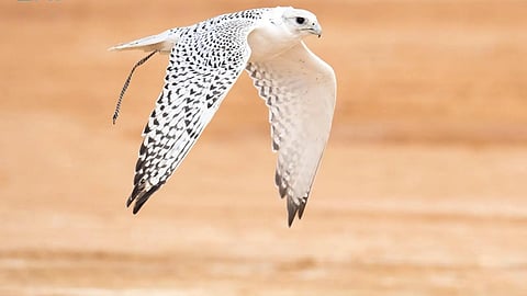 38 مليون ريال جوائز.. مهرجان الملك عبدالعزيز للصقور يستحدث "شوط المدارس" لتأهيل جيل جديد