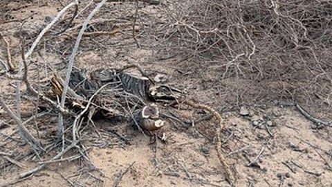 احتطاب جائر يهدد بيئة وادي قرب منتزه صميغان.. والمركز الوطني يتوعد المخالفين