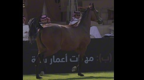 844 جوادًا وتجربة منبهرة.. العماني "التوبي" يشيد بتنظيم عرض الخيل العربي بالرياض