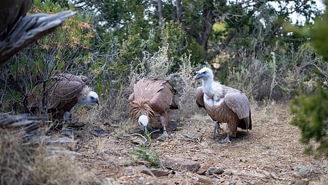 إطلاق طيور جارحة في متنزّه السودة لتعزيز التنوع الأحيائي