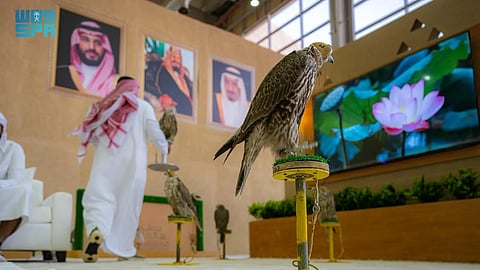 مهرجان الملك عبدالعزيز للصقور 2025 يدعم الحراك الاقتصادي والسياحي ويعزز مكانة الرياض كوجهة عالمية