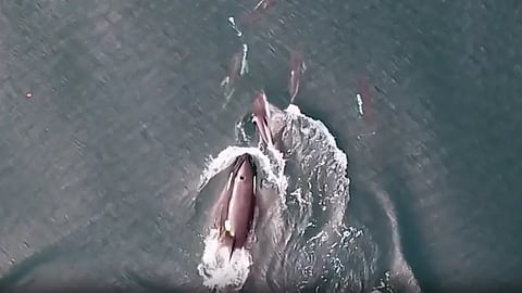 الدلافين والحيتان القاتلة