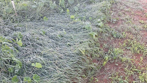 اكتست بالبياض فجرًا وحتى الصباح.. الجليد يزيّن المزروعات في شقراء مع موجة برد شديدة