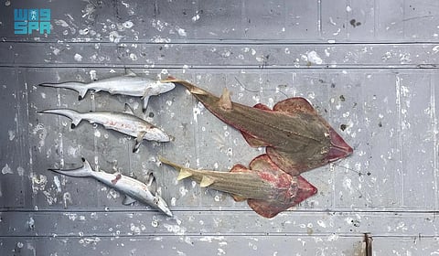 "الحياة الفطرية" تضبط مخالفين بحوزتهم كائنات بحرية مهددة بالانقراض