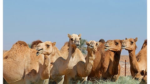 عدم تفقد الحيوانات يوميًا مخالفة.. غرامات تصل إلى 50 ألف ريال وفق نظام الرفق بالحيوان