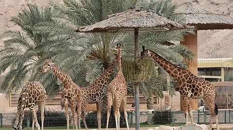 بالصور ..اكتشف حديقة الحيوانات بالعين في أبو ظبي …أكبر سفاري صنعها الإنسان في العالم