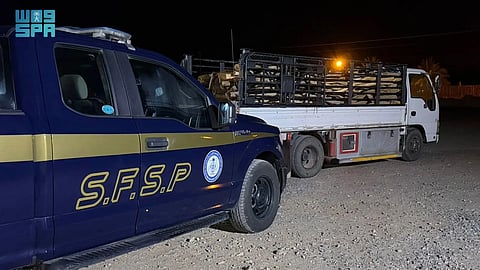 المدينة المنورة.. "الأمن والحماية" تضبط مخالفًا لنظام البيئة بحوزته حطب محلي