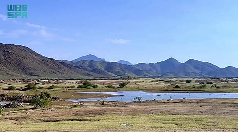 شمال مكة يزدهر بالأخضر بعد الأمطار.. مشاهد تعزز السياحة البيئية