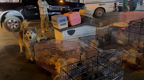 إصابات فيروسية لدى 85 حيوانًا.. "بيئة الرياض" تضبط 94 مخالفة في سوق الطيور