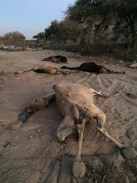 بالصـور.. نفوق 10 من الإبل لمواطن بوادي ابن هشبل