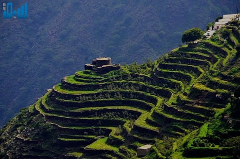 بالصور.. جبال منجد "ناطحة السحاب سالبة الألباب" تتزين بالخضرة