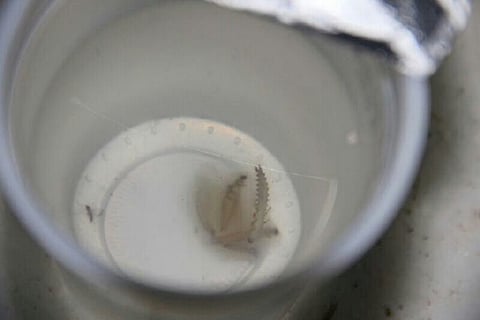 مواطن يعثر على ديدان في قارورة ماء شرب بالنماص