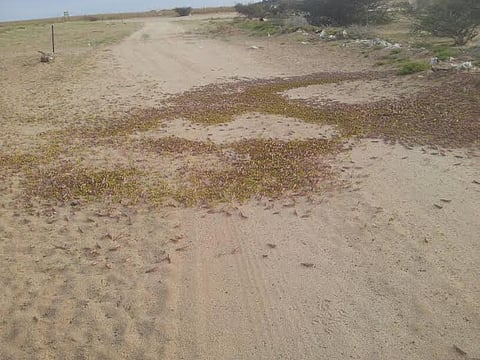 الجراد يتكاثر بسرعة كبيرة ويفتك بالمزارع في "قوز القنفذة"